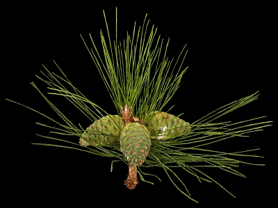 Natural Green Pine Needles With Fresh Cones In Close Up Botanical View 3d model