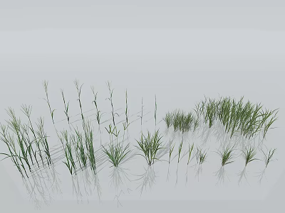 Various Types of Green Grass with Different Heights and Natural Shapes on White Background 3d model