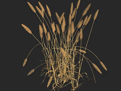 Decorative Golden Dried Grass Floral Arrangement In Vase With Black Background 3d model