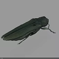 Shiny Green Beetle With Slender Body On Gray Gradient Background In Central Position 3d model
