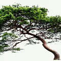 Unique Curved Trunk Pine Tree With Lush Green Foliage And Natural Shape
