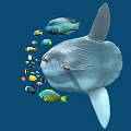Giant Mola Mola and Colorful Small Fish Swimming in Underwater Ocean Scene with Various Aquatic Species
