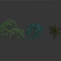 Three Decorative Trees With Green Foliage And Different Branch Shapes On White Background