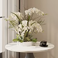 Potted Orchid Plant With White Orchids Green Leaves In White Pot On Round Table
