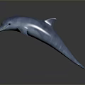 Spotting Dolphin Dolphin Cartoon Dolphin Animation Dolphin Animation Dolphin Animation Character Game Character 3d model