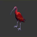 Red Bird With Long Curved Beak And Pink Legs Standing On Gray Background With Reflection