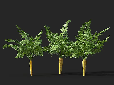 Fresh Carrots with Green Leaves and Yellow Roots on Black Background 3d model