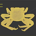 Aquatic Crab with Orange Spotted Shell and Long Textured Legs in Marine Environment