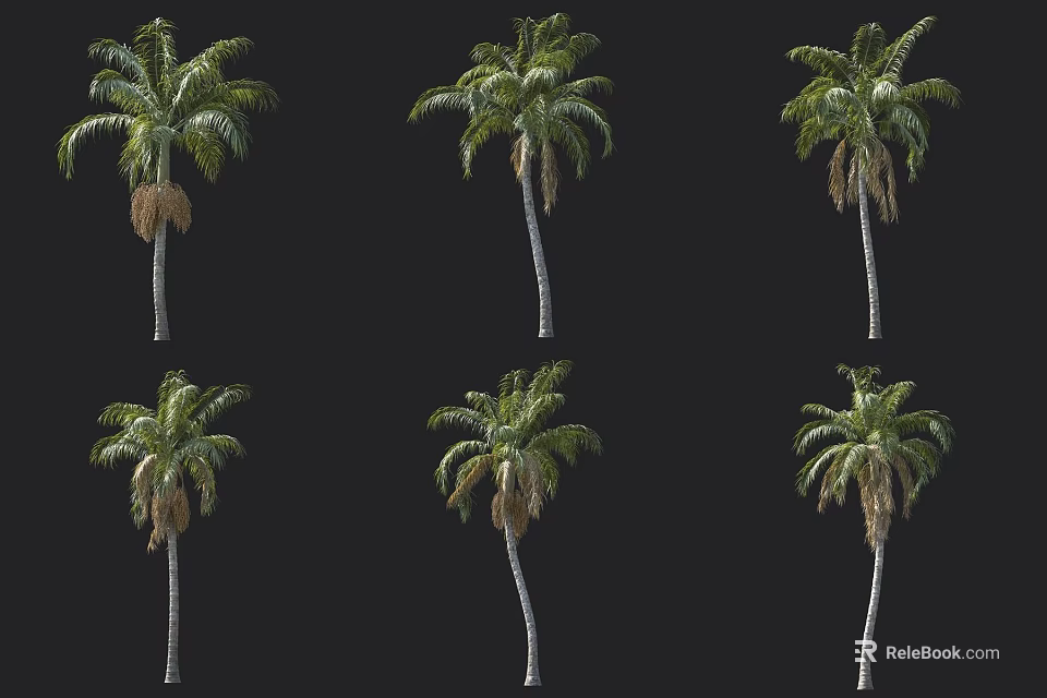 Tall Palm Trees With Green Fronds Isolated On Black Background 3d model