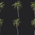 Tall Palm Trees With Green Fronds Isolated On Black Background 3d model