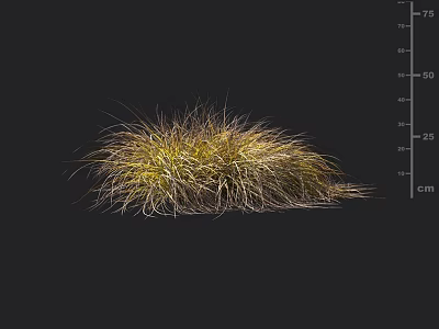 Vibrant Ornamental Grass With Yellow Green Foliage And Clumping Growth Pattern 3d model