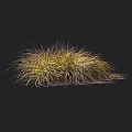 Vibrant Ornamental Grass With Yellow Green Foliage And Clumping Growth Pattern