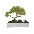 Artistic Bonsai Plant with Curved Trunk Green Leaves in Stone Planter and Decorative Ball