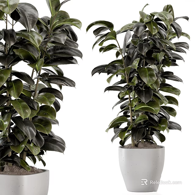 Lush Dark Foliage Garden Plants In White Ceramic Planters For Home Garden 3d model 