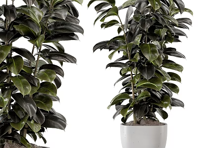 Lush Dark Foliage Garden Plants In White Ceramic Planters For Home Garden 3d model