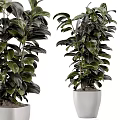 Lush Dark Foliage Garden Plants In White Ceramic Planters For Home Garden