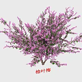 Beautiful Garden Flowers Featuring Yellow Forsythia Winter Jasmine Purple Lilac And Flowering Almond