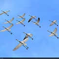 Flock of White Cranes Flying Gracefully in Clear Blue Sky