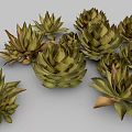 Agave Perennial Evergreen Large Herbaceous Plant With Fleshy Spiky Leaves In Clusters