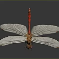 Red Tailed Dragonfly With White Transparent Wings And Orange Body Against Dark Background