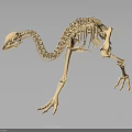 Detailed Avian Skeleton Organ Structure With Long Neck Slender Legs And Claws On Dark Background