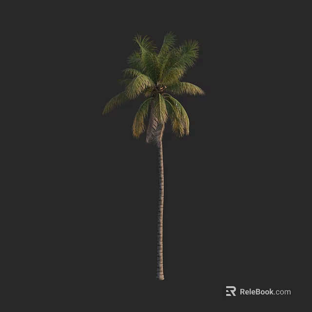 Tall Palm Tree With Long Trunk And Green Fronds On Black Background 3d model 