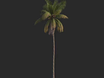 Tall Palm Tree With Long Trunk And Green Fronds On Black Background 3d model