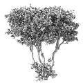 Lush Evergreen Tree With Multi Branched Trunk And Dense Green Foliage