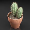 Potted Cactus Plant with Two Green Cacti in Brown Patterned Terracotta Pot