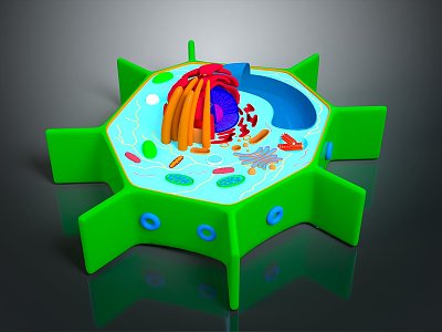 eukaryotic cell cross section cell structure cell tissue anatomy organ human organ 3d model