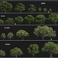 Various Arbor Tree Models Showcasing Different Sizes And Foliage Types 3d model