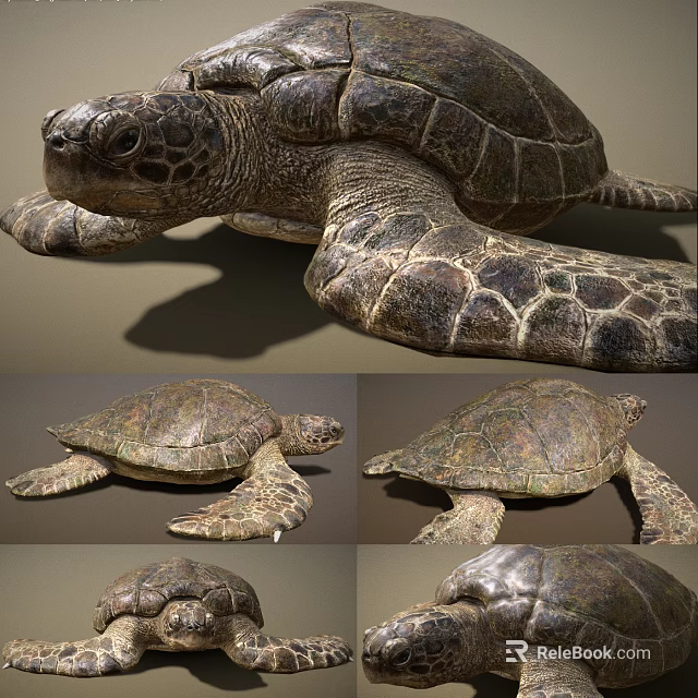 Detailed Reptile Turtle Display With Various Angles And Realistic Shell Texture 3d model