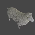 Realistic Fluffy Sheep With Thick Wool Standing In Isolated White Background 3d model