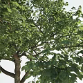 Lush Green Arbor With Dense Foliage And Strong Trunk In Natural Environment