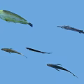 Various Aquatic Fish Species Swimming In Clear Blue Water Environment