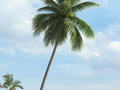 Tall Palm Tree With Lush Green Fronds Against Blue Sky And White Clouds 3d model