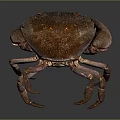 Vivid Brown And Purple Crab With Detailed Claws And Legs On Dark Background