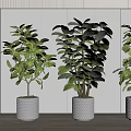 Indoor Bonsai Potted Plants With Lush Green Leaves In White Textured Pots