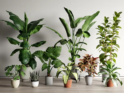 Indoor Potted Plants Featuring Various Types And Sizes With Green Leaves For Home Decor 3d model