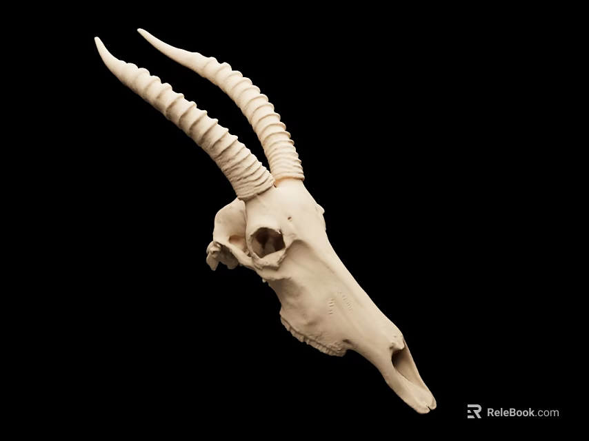 White Antelope Skull Decorative Ornament Set for Home Decor Accent Display Piece 3d model 