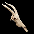 White Antelope Skull Decorative Ornament Set for Home Decor Accent Display Piece
