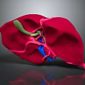 Detailed 3D Model Of Human Brain Anatomical Structure With Colored Components