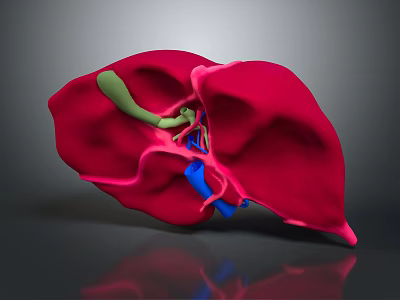 Detailed 3D Model Of Human Brain Anatomical Structure With Colored Components 3d model