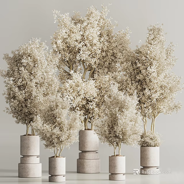 Lush Bonsai Plants with Light Colored Leaves in Gray Cylindrical Pots of Various Heights 3d model 