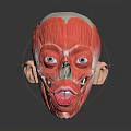 Human Head Muscular Anatomy Model With Detailed Facial Organs Eyes Nose Mouth