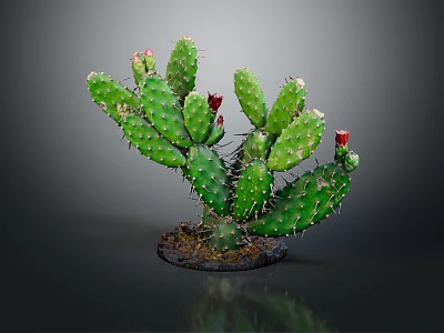 Green Prickly Pear Cactus Plant With Sharp Spines And Red Flowers In Pot 3d model