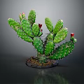 Green Prickly Pear Cactus Plant With Sharp Spines And Red Flowers In Pot