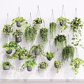 Multiple Hanging Green Plants with Lush Leaves on White Wall in Dark Pots