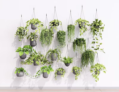 Multiple Hanging Green Plants with Lush Leaves on White Wall in Dark Pots 3d model