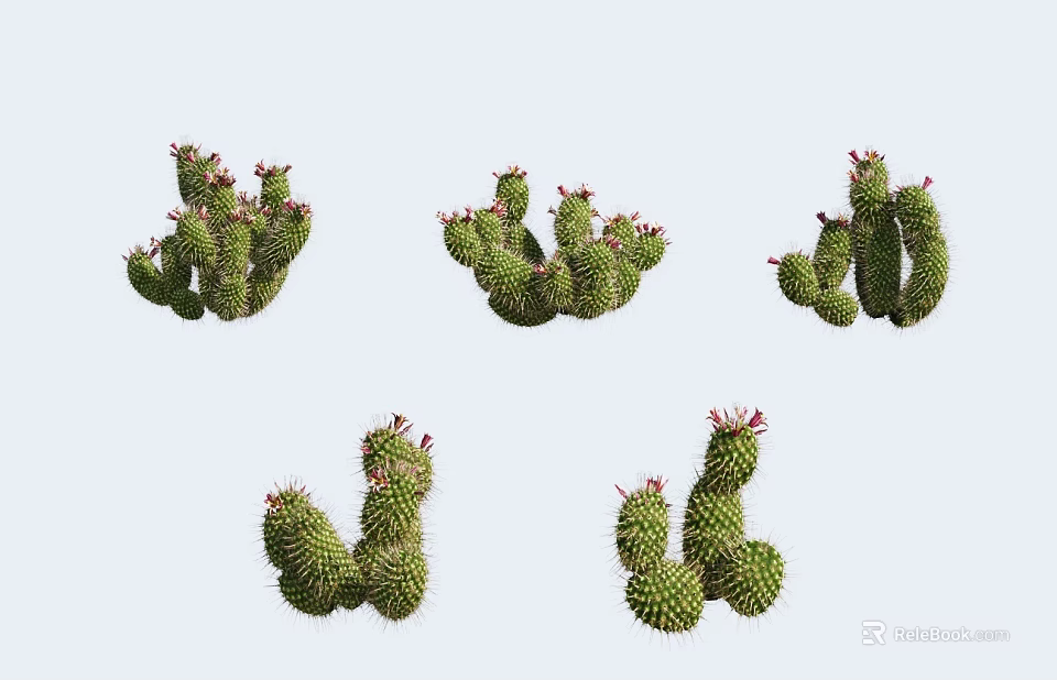 Multiple Green Cactus Bonsai Potted Plants With Spines And Red Blooms 3d model 